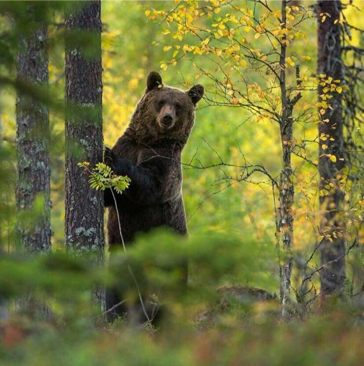 мишка мишка