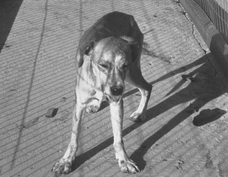Rabid_dog.jpg Rabid_dog.jpg