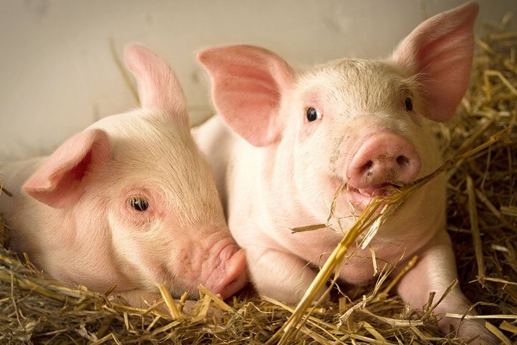 pig.jpg